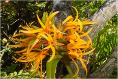 Dendrobium nutans